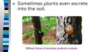 ● Sometimes plants even excrete
into the soil.
 