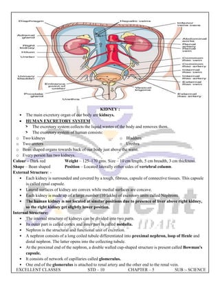 EXCELLENT CLASSES STD – 10 CHAPTER – 5 SUB :- SCIENCE
KIDNEY :
• The main excretory organ of our body are kidneys.
 HUMAN EXCRETORY SYSTEM
> The excretory system collects the liquid wastes of the body and removes them.
> The excretory system of human consists:
o Two kidneys
o Two ureters
o Bladders
o Urethra
o Bean shaped organs towards back of our body just above the waist.
o Every person has two kidneys.
Colour – Dark red
Shape – Bean shaped
Weight – 125–170 gms. Size – 10 cm length, 5 cm breadth, 3 cm thickness.
Position – Located laterally either sides of vertebral column.
External Structure: -
• Each kidney is surrounded and covered by a tough, fibrous, capsule of connective tissues. This capsule
is called renal capsule.
• Lateral surfaces of kidney are convex while medial surfaces are concave.
• Each kidney is made up of a large number (10 lakhs) of excretory units called Nephrons.
• The human kidney is not located at similar positions due to presence of liver above right kidney,
so the right kidney get slightly lower position.
Internal Structure:
• The internal structure of kidneys can be divided into two parts.
• Its outer part is called cortex and inner part is called medulla.
• Nephron is the structural and functional unit of excretion.
• A nephron consists of a long coiled tubule differentiated into proximal nephron, loop of Henle and
distal nephron. The latter opens into the collecting tubule.
• At the proximal end of the nephron, a double walled cup-shaped structure is present called Bowman's
capsule.
• It consists of network of capillaries called glomerulus.
• One end of the glomerulus is attached to renal artery and the other end to the renal vein.
 