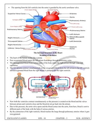 EXCELLENT CLASSES STD – 10 CHAPTER – 5 SUB :- SCIENCE
• The opening from the left ventricle into the aorta is guarded by the aortic semilunar valve.
The Internal Structure of the Heart
Working of the heart
• The heart of the human works like a pump.
• Pure oxygenated blood enters the left atrium from lungs through pulmonary veins.
• The deoxygenated blood from various parts of the body enters the right atrium through veins and
capillaries.
• The two atriums contract simultaneously so the oxygenated blood from the left atrium to the left ventricle
and deoxygenated blood from the right atrium is pumped into the right ventricle.
• Now both the ventricles contract simultaneously so the pressure is created on the blood and the valves
between atrium and ventricle close and the blood do not go back into the atrium.
• Due to this pressure, the aorta valve opens and the blood comes into the aorta, from here, blood is sent to
different parts of the body with the help of various arteries.
• By the contraction of the right ventricle, blood reaches the lungs through pulmonary arteries where it gets
reoxygenated.
 