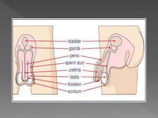 how do organisms reproduce