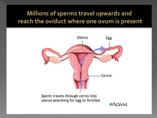 how do organisms reproduce
