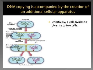 how do organisms reproduce