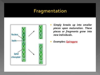 how do organisms reproduce