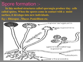 how do organisms reproduce