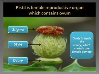 how do organisms reproduce