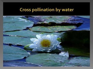 how do organisms reproduce