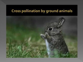 how do organisms reproduce