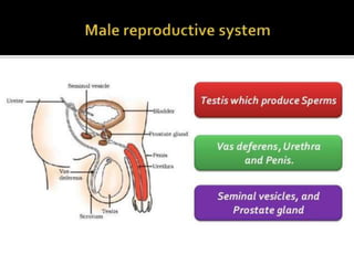 how do organisms reproduce