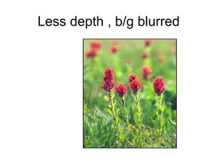 Less depth , b/g blurred
 
