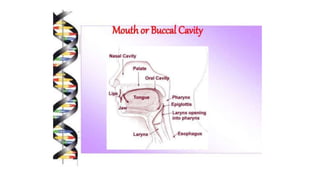 Class 10  Digestive system