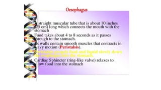 Class 10  Digestive system