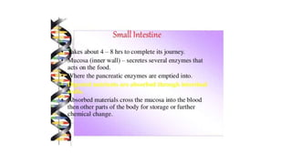 Class 10  Digestive system