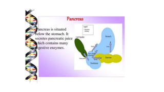 Class 10  Digestive system