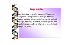 Class 10  Digestive system