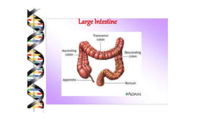 Class 10  Digestive system