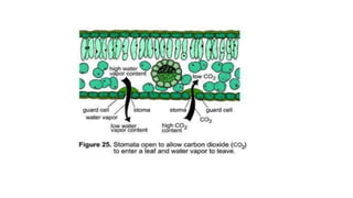 Class 10  Digestive system