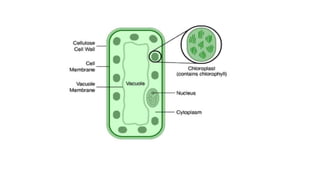 Class 10  Digestive system