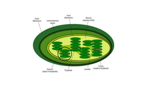 Class 10  Digestive system