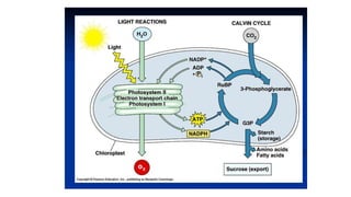 Class 10  Digestive system