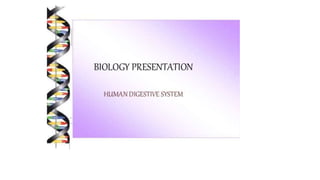 Class 10  Digestive system