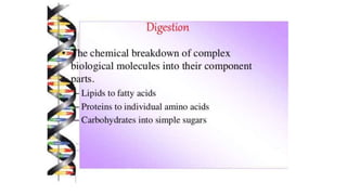 Class 10  Digestive system