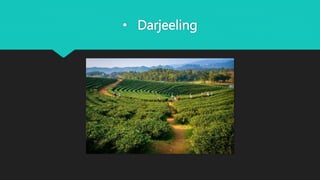• Darjeeling
 
