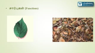 • சார்புகள் (Functions)
 