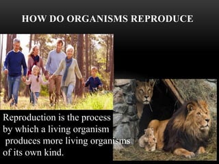 HOW DO ORGANISMS REPRODUCE
Reproduction is the process
by which a living organism
produces more living organisms
of its own kind.
 