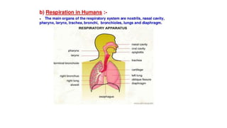 Class 10  Respiration in Human