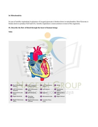 Class X Science Notes Chapter 5 Life Processes | PDF