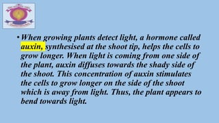 •When growing plants detect light, a hormone called
auxin, synthesised at the shoot tip, helps the cells to
grow longer. When light is coming from one side of
the plant, auxin diffuses towards the shady side of
the shoot. This concentration of auxin stimulates
the cells to grow longer on the side of the shoot
which is away from light. Thus, the plant appears to
bend towards light.
 