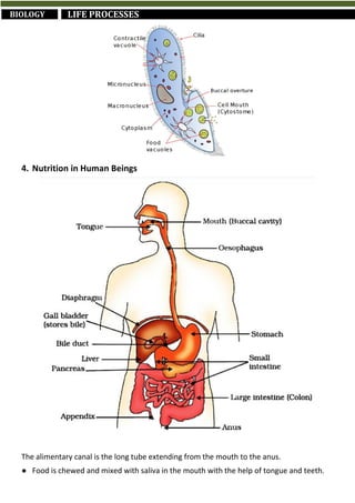 Short Revision Notes for Class 10th CBSE Science (by Abhinav Gaur K.) | PDF