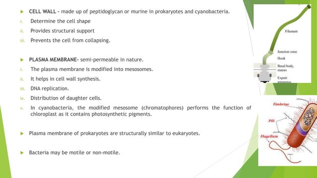 THE PROKARYOTIC CELL | PPTX