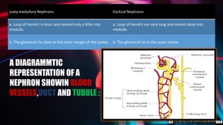 Juxta medullary Nephrons Cortical Nephrons
a. Loop of Henle’s is short and extend only a little into
medulla.
a. Loop of Henle’s are very long and extend deep into
medulla.
b. The glomeruli lie close to the inner margin of the cortex. b. The glomeruli lie in the outer cortex.
A DIAGRAMMTIC
REPRESENTATION OF A
NEPHRON SHOWIN BLOOD
VESSELS,DUCT AND TUBULE :
 