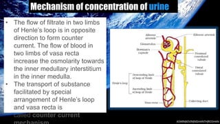 Mechanism of concentration of urine
• The flow of filtrate in two limbs
of Henle’s loop is in opposite
direction to form counter
current. The flow of blood in
two limbs of vasa recta
increase the osmolarity towards
the inner medullary interstitium
in the inner medulla.
• The transport of substance
facilitated by special
arrangement of Henle’s loop
and vasa recta is
called counter current
 