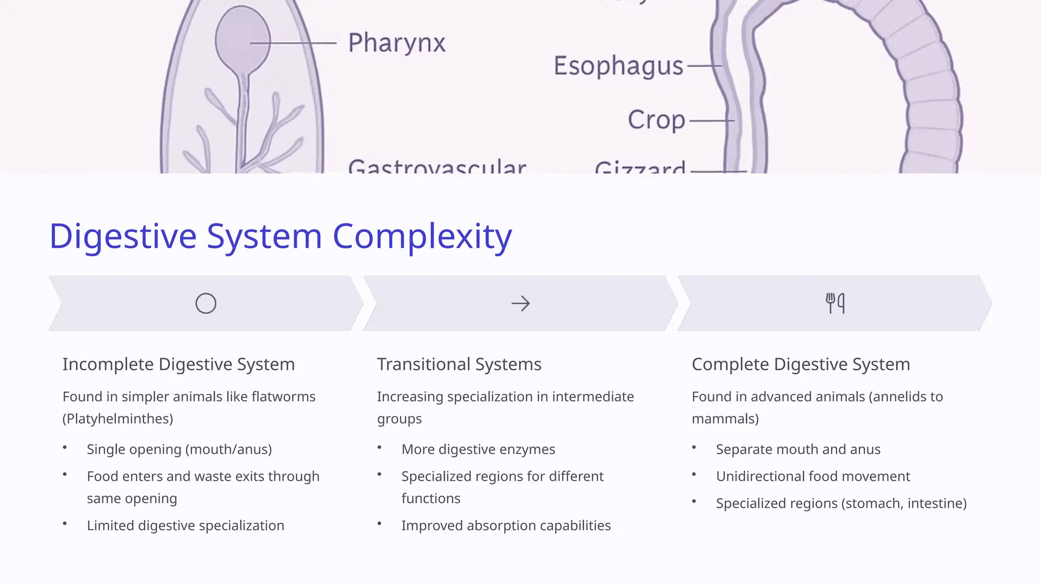 Class 11 Biology PPT Chapter 4 Animal Kingdom.pptx