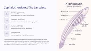 Lancelets Evolution Class 11 Biology PPT Chapter 4 Animal Kingdom.pptx