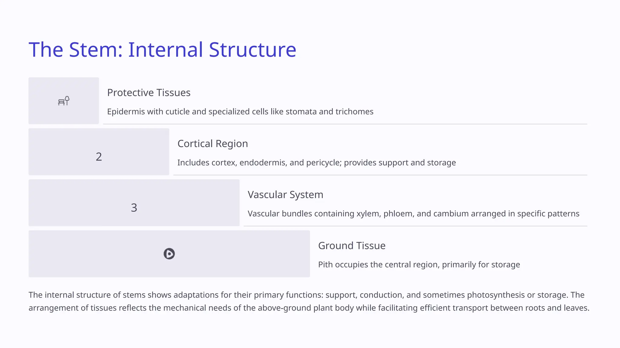 Class_11_Biology_PPT_Chapter_5_Morphology_of_Flowering_Plants.pptx