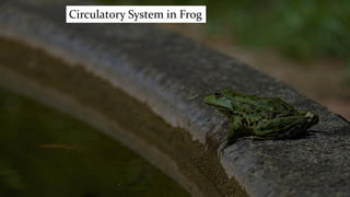Circulatory System in Frog
 