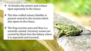  In females the ureters and oviduct
open seperately in the cloaca.
 The thin-walled urinary bladder is
present ventral to the rectum which
also opens in the cloaca.
 The frog excretes urea and thus is a
ureotelic animal. Excretory wastes are
carried by blood into the kidney where
it is separated and excreted.
 