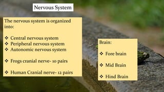Nervous System
Brain:
 Fore brain
 Mid Brain
 Hind Brain
The nervous system is organized
into:
 Central nervous system
 Peripheral nervous system
 Autonomic nervous system
 Frogs cranial nerve- 10 pairs
 Human Cranial nerve- 12 pairs
 