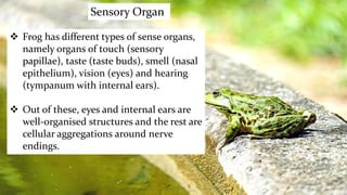  Frog has different types of sense organs,
namely organs of touch (sensory
papillae), taste (taste buds), smell (nasal
epithelium), vision (eyes) and hearing
(tympanum with internal ears).
 Out of these, eyes and internal ears are
well-organised structures and the rest are
cellular aggregations around nerve
endings.
Sensory Organ
 
