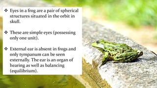  Eyes in a frog are a pair of spherical
structures situated in the orbit in
skull.
 These are simple eyes (possessing
only one unit).
 External ear is absent in frogs and
only tympanum can be seen
externally. The ear is an organ of
hearing as well as balancing
(equilibrium).
 