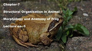 Chapter-7
Structural Organisation in Animal
Morphology and Anatomy of Frog
Lecture no.-5
 