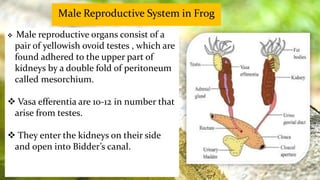  Male reproductive organs consist of a
pair of yellowish ovoid testes , which are
found adhered to the upper part of
kidneys by a double fold of peritoneum
called mesorchium.
 Vasa efferentia are 10-12 in number that
arise from testes.
 They enter the kidneys on their side
and open into Bidder’s canal.
 