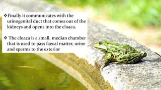 Finally it communicates with the
urinogenital duct that comes out of the
kidneys and opens into the cloaca.
 The cloaca is a small, median chamber
that is used to pass faecal matter, urine
and sperms to the exterior
 