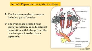 Female Reproductive system in Frog
 The female reproductive organs
include a pair of ovaries .
 The ovaries are situated near
kidneys and there is no functional
connection with kidneys from the
ovaries opens into the cloaca
separately.
 