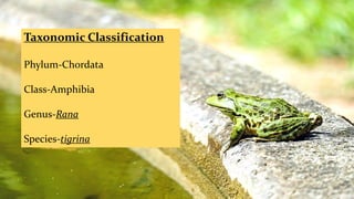 Taxonomic Classification
Phylum-Chordata
Class-Amphibia
Genus-Rana
Species-tigrina
 