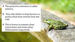  This protective coloration is called
mimicry.
 They take shelter in deep burrows to
protect them from extreme heat and
cold.
 This is known as summer sleep
(aestivation) and winter sleep
(hibernation) respectively.
 