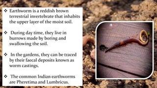 Class 11 Biology Structural Organisation in Animals (3) | PDF